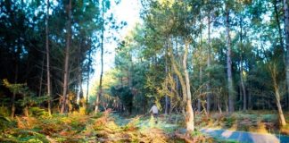 Exploração econômica das florestas europeias aumentou 49% entre 2011 e 2018, diz pesquisa