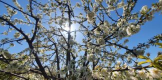 CCRB acompanha primeira missão piloto de empresários brasileiros à região das Beiras