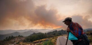 Portugal: Incêndios já consumiram quase 42 mil hectares