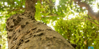 “Pau-brasil” conta agora com resolução que aprimora regulamentação internacional da sua comercialização