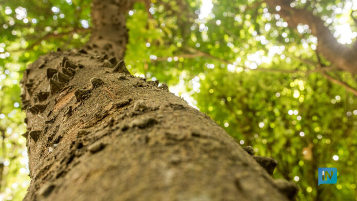 Pau-brasil, árvore que deu nome ao Brasil, perdeu 84% de sua po