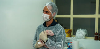 Brasil obtém o primeiro porco clonado da América Latina para pesquisa em transplantes